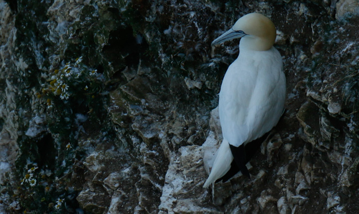 Gannets, Bempton Cliffs