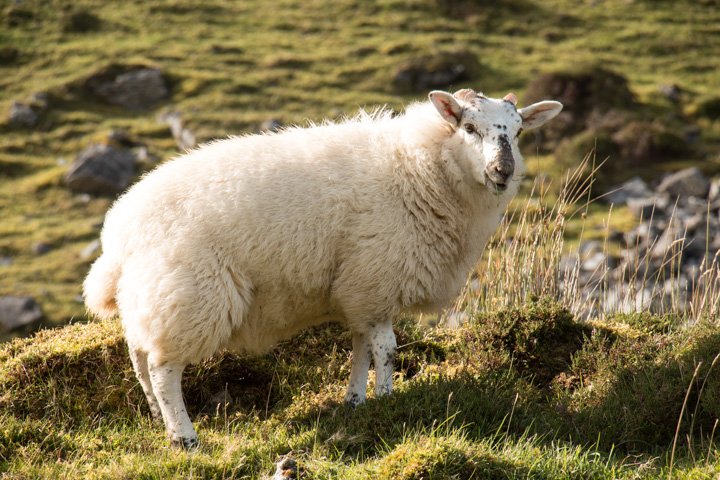 Schaf, Irland