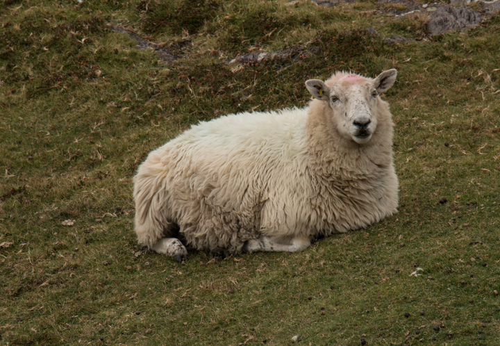 Schaf Irland