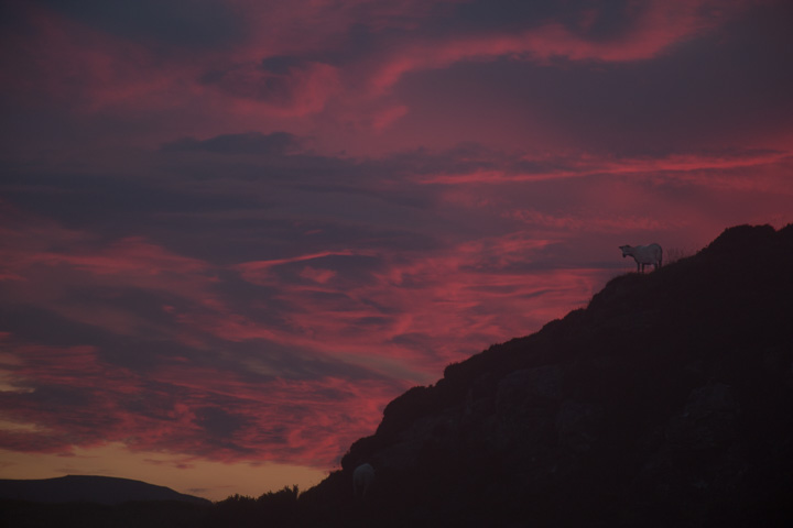 Schaf im Sonnenuntergang