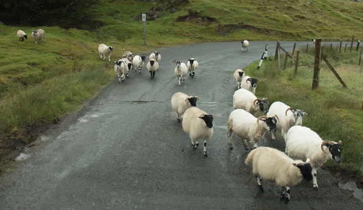 Schafe auf der Straße