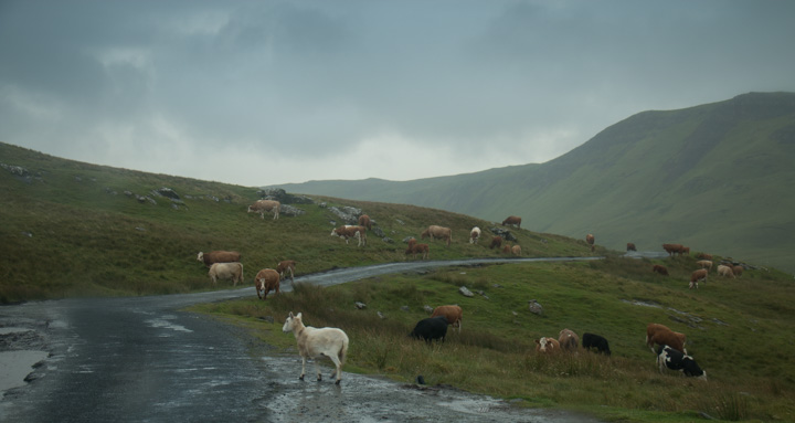 Rinder und Schafe - Neist Point, Isle of Skye