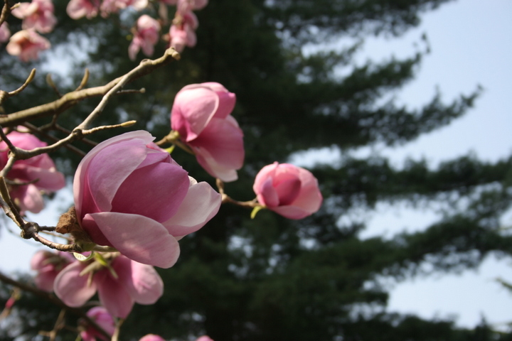 Magnolienblüte