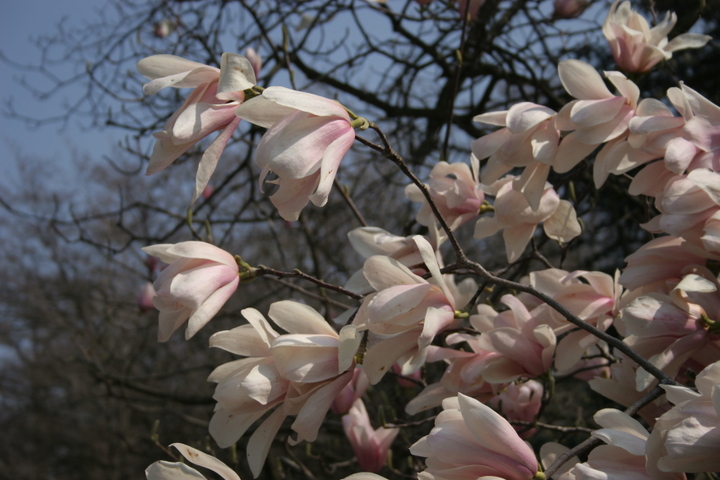 Magnolienblüte