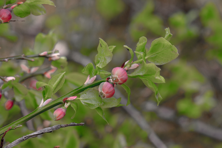 Heidelbeerblüte, Norwegen