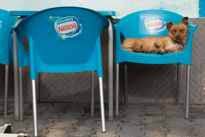 Hund auf dem Stuhl, Portugal
