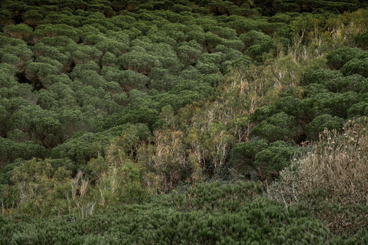 Pinien und Eukalypthus, Portugal
