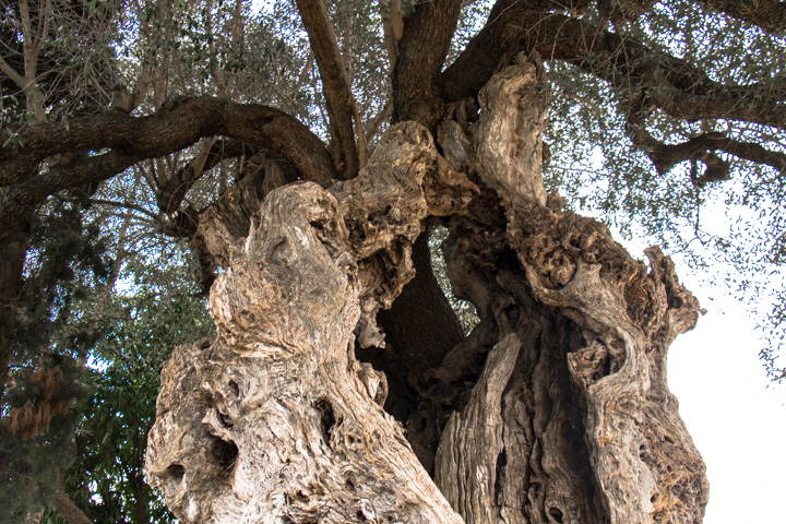 alter Olivenbaum, Portugal