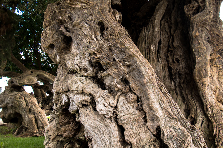 alter Olivenbaum, Portugal