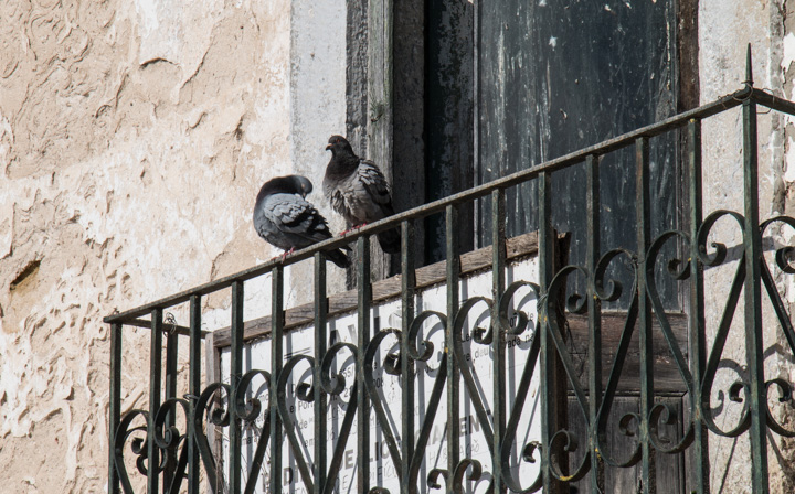 Tauben auf dem Balkongeländer, Portugal