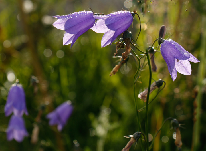 Glockenblume