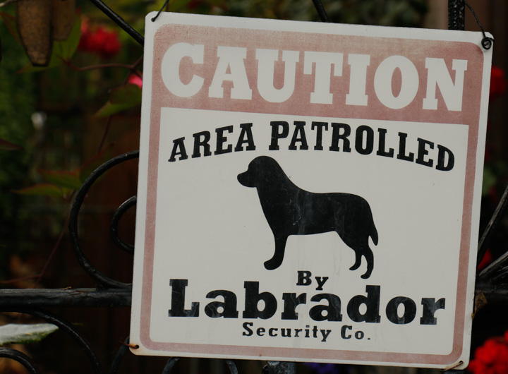 Labrador Security
