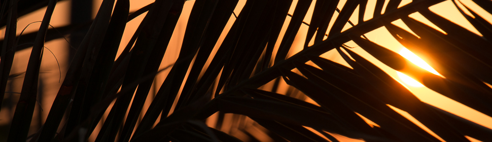Sonnenuntergang unter Palmen, Spanien
