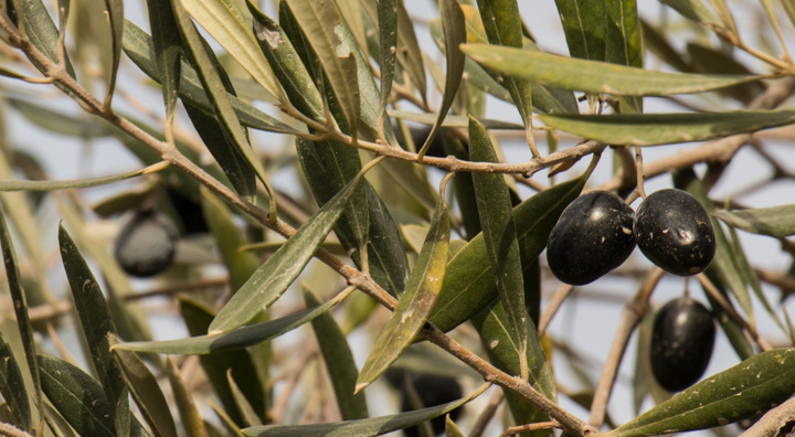 Oliven am Baum, Spanien